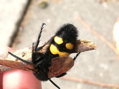 Megascolia maculata flavifrons