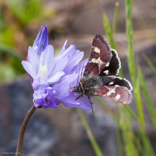 Schinia suetus photo 3