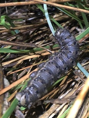 Heliconisa pagenstecheri
