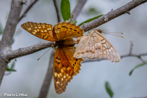 Tawny Emperor, photo 6 of 10