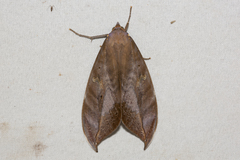 Phyllodes imperialis smithersi