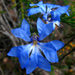Blue Lechenaultia - Photo (c) Ilena, some rights reserved (CC BY-SA)