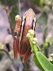 Scinax squalirostris
