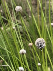 Lachnocaulon