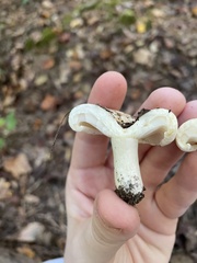 Lactifluus subvellereus