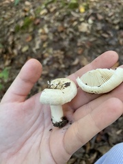 Lactifluus subvellereus