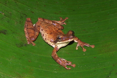Osteocephalus planiceps