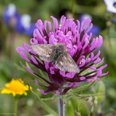 Schinia pulchripennis
