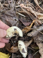 Lactifluus subvellereus