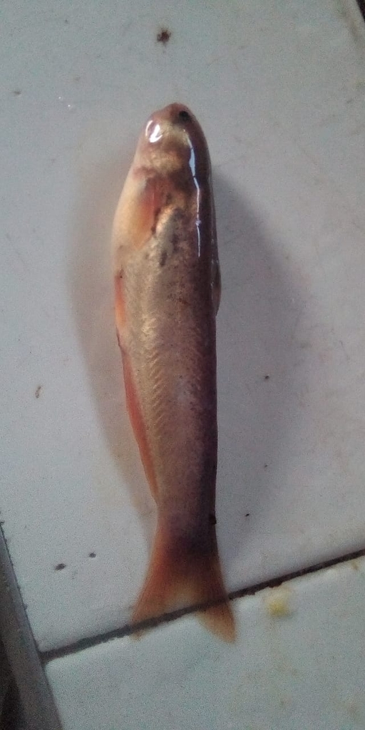 Sharpnosed whale catfish (Cetopsis othonops) — Cetopsidae
