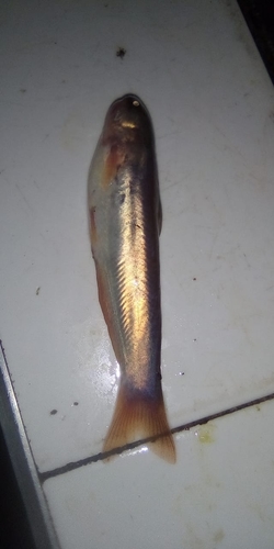 Sharpnosed whale catfish (Cetopsis othonops) — Cetopsidae — 3