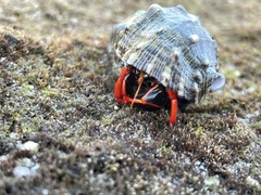 Calcinus californiensis