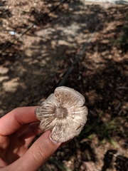 Agaricus endoxanthus