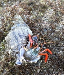 Calcinus californiensis