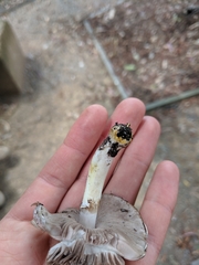 Agaricus endoxanthus