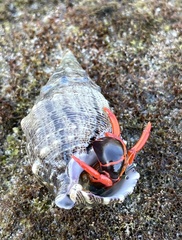 Calcinus californiensis