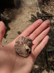 Agaricus endoxanthus