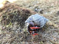 Calcinus californiensis