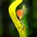 Anoles - Photo (c) Elaine White, some rights reserved (CC BY-NC), uploaded by Elaine White