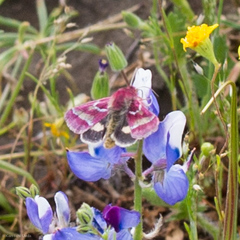 Schinia pulchripennis
