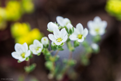 Sabulina californica
