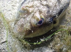 Torquigener squamicauda