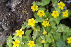 Erythranthe floribunda