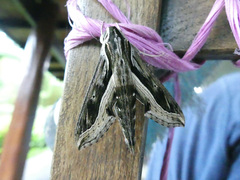 Hippotion velox