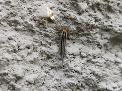 Machilinus aurantiacus
