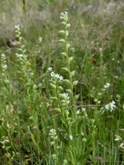 Myosotis verna
