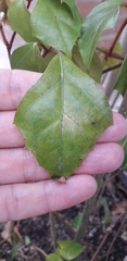 Cissus rhombifolia
