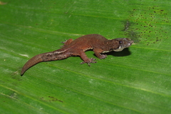 Gonatodes concinnatus