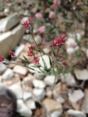 Pseudognaphalium roseum