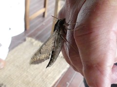 Hippotion velox