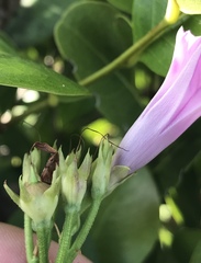 Ipomoea × leucantha