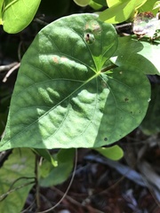 Ipomoea × leucantha