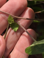 Ipomoea × leucantha