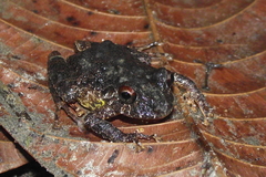 Strabomantidae