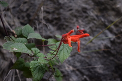 Salvia carranzae