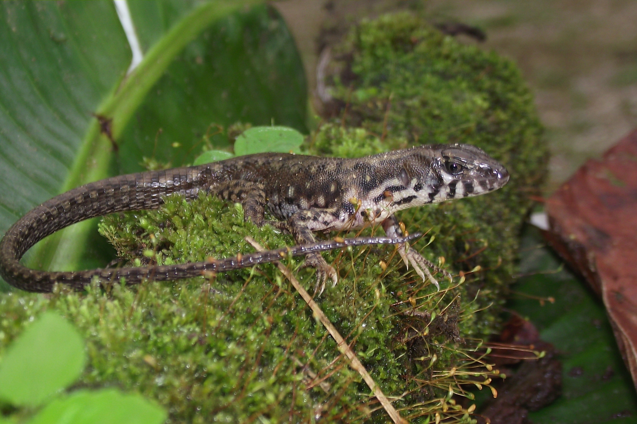 Potamites strangulatus (Cope, 1868)