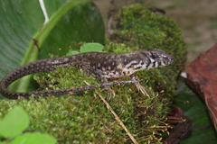 Potamites strangulatus