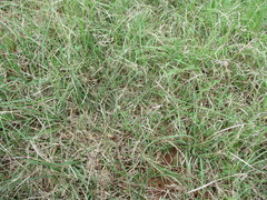 Bouteloua dactyloides