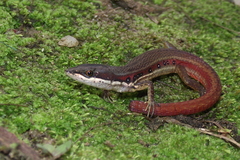 Cercosaura oshaughnessyi