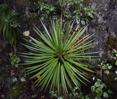 Agave gracielae