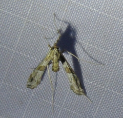Lineodes interrupta