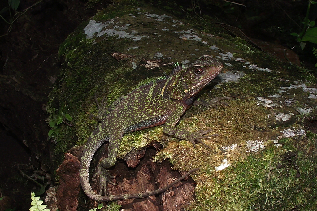 Guichenot's Dwarf Iguana