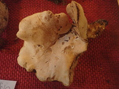 Hydnum washingtonianum