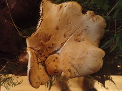 Hydnum washingtonianum