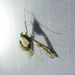 Lineodes interrupta