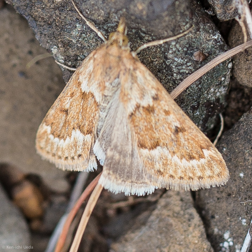 Achyra occidentalis photo 4